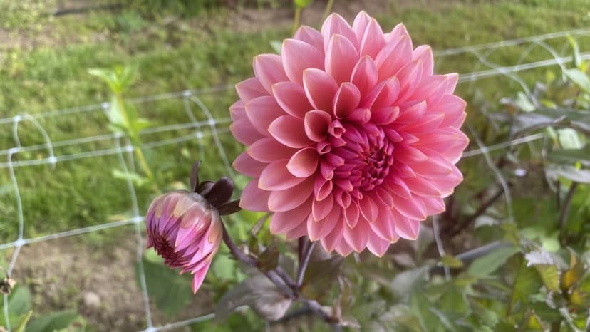Aster