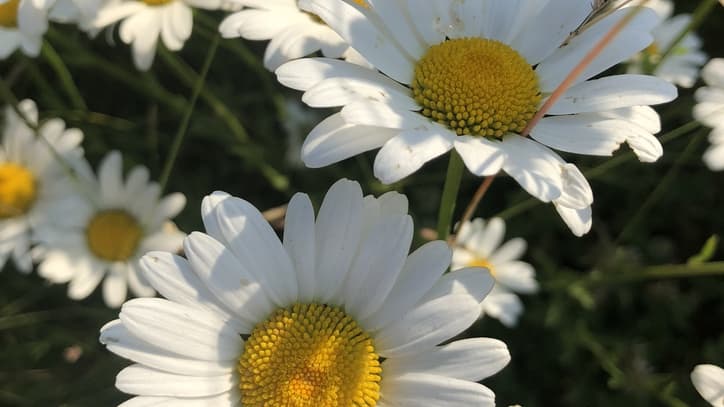 Vi önskar alla en trevlig midsommar